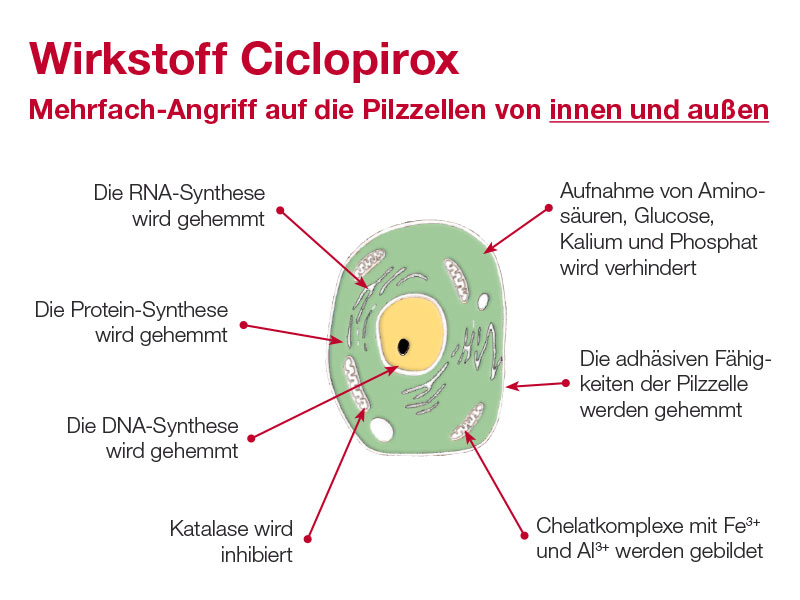 Infografik zu Aufbau und Wirkweise von Ciclopirox gegen Nagelpilz